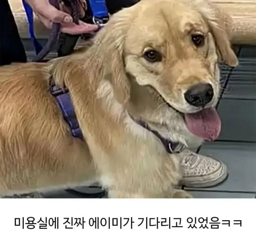 애견미용 후 예민해진 댕댕이 (6)
