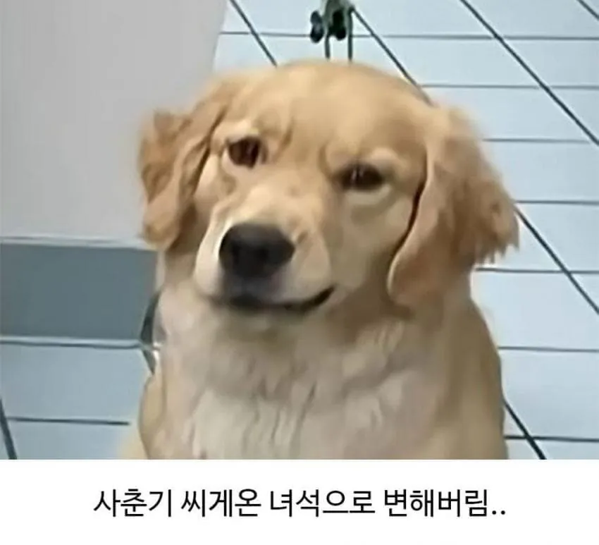 애견미용 후 예민해진 댕댕이 (3)