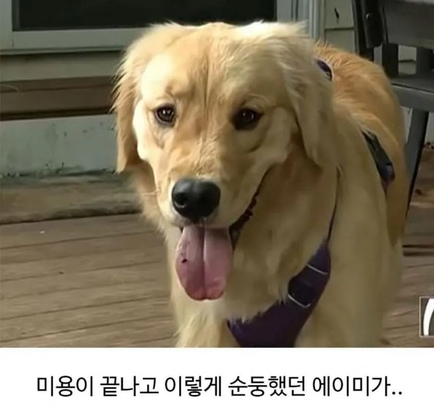 애견미용 후 예민해진 댕댕이 (2)