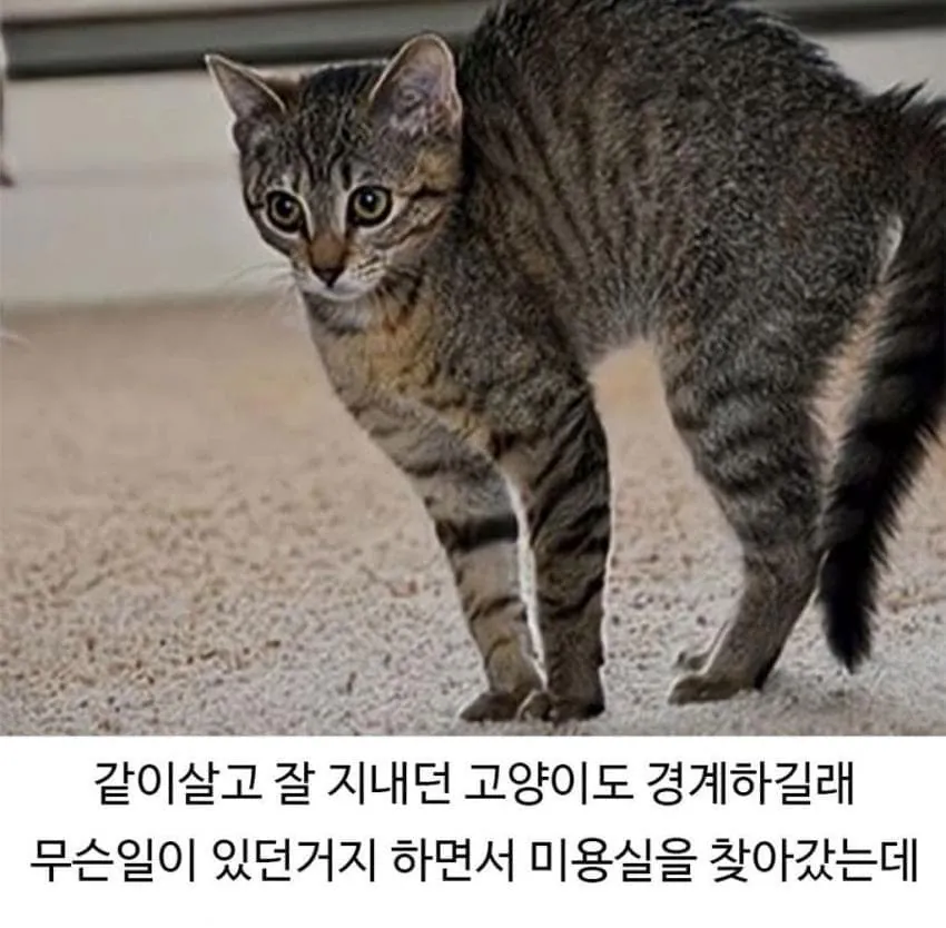 애견미용 후 예민해진 댕댕이 (5)