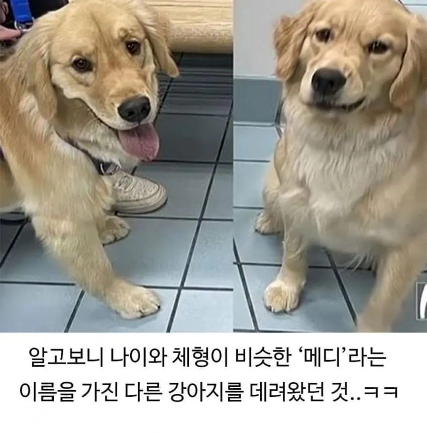 애견미용 후 예민해진 댕댕이 (7)
