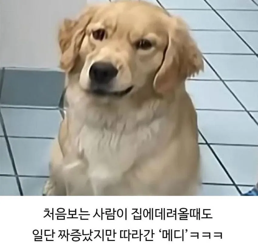 애견미용 후 예민해진 댕댕이 (8)