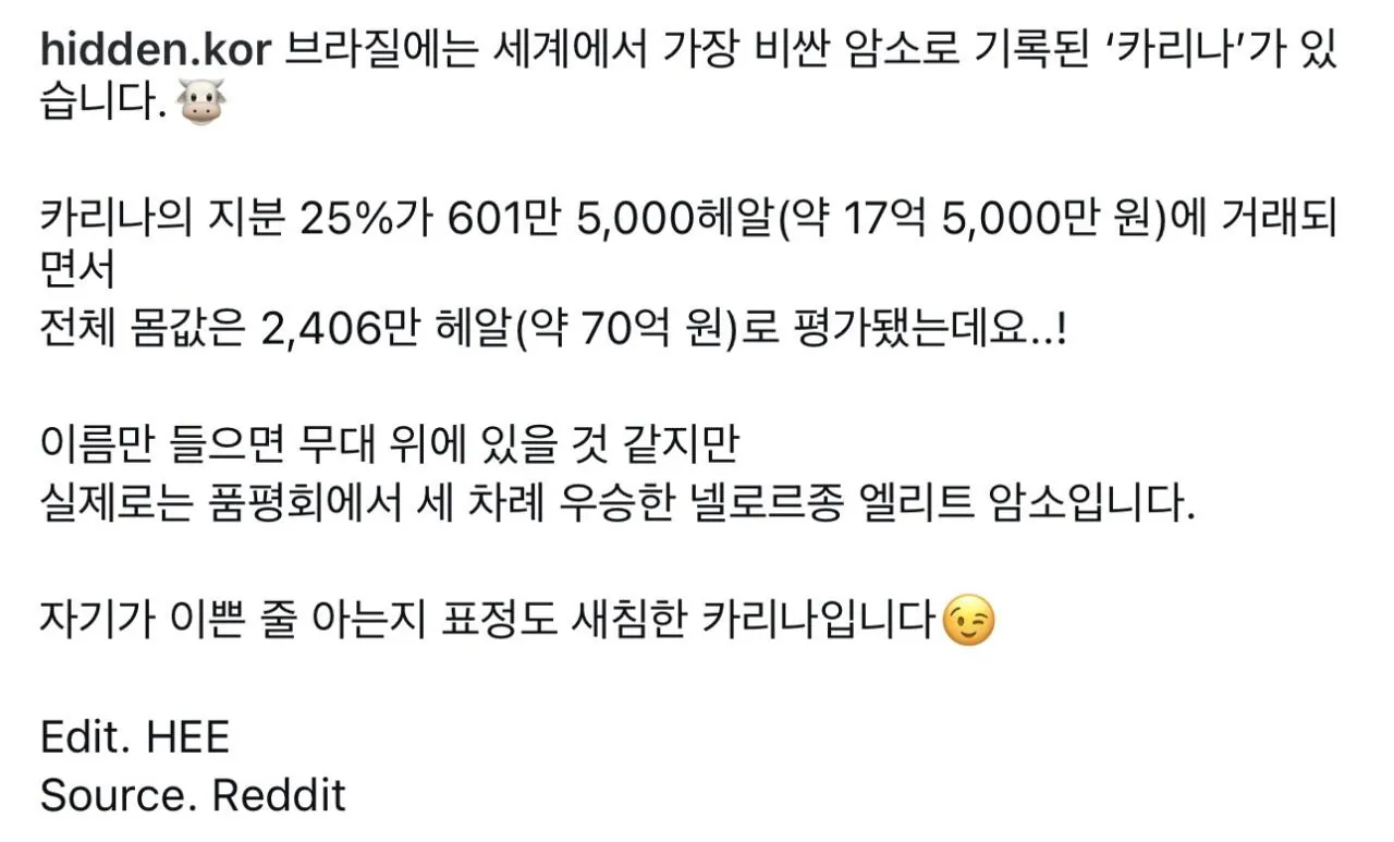 세계에서 제일 비싼 암소는 카리나 with 카리나, 윈터 (2)