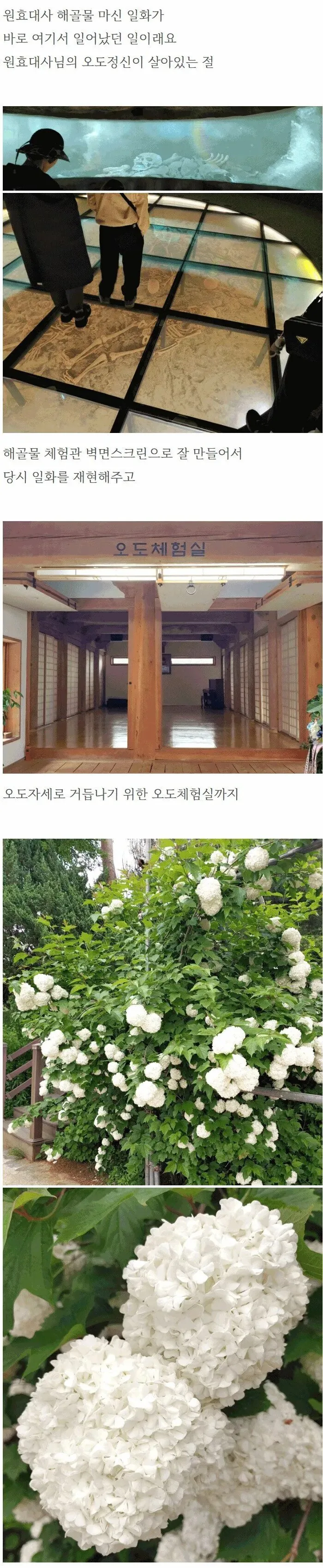 부처님오신날에 절에서 주는 비빔밥 (3)