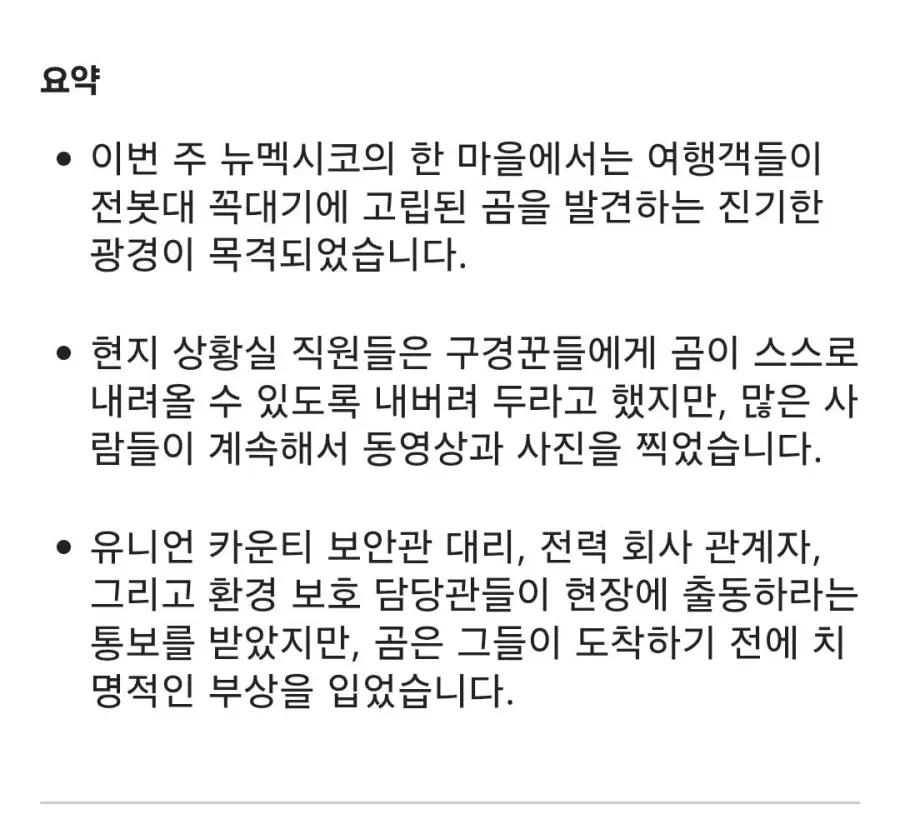 미국 전봇대 위에 곰이 있다