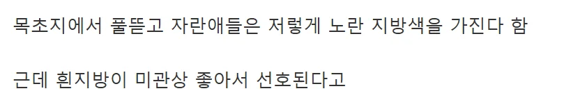 소고기 지방 색이 다른 이유 (3)