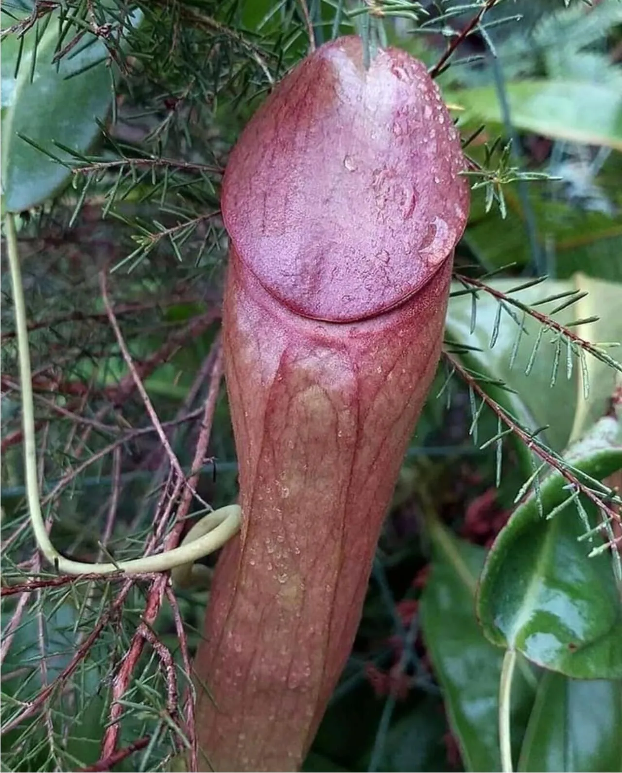(ㅇㅎ) 좆 같이 생긴 식물.jpg (3)