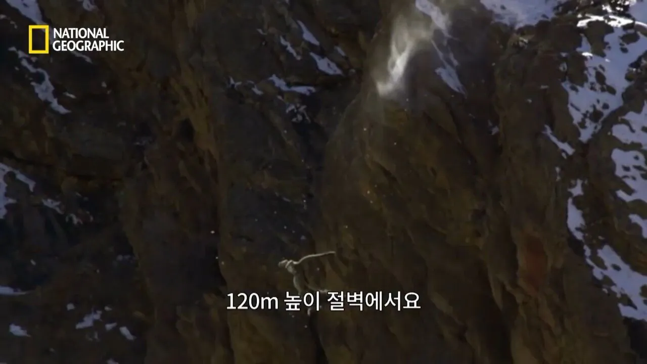 사냥중 120m 절벽 아래로 구른 눈표범 (3)