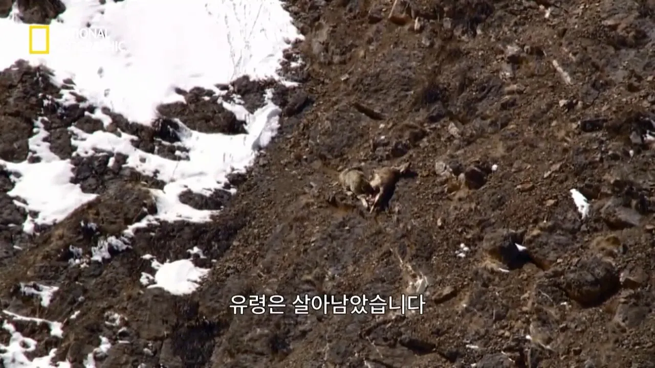 사냥중 120m 절벽 아래로 구른 눈표범 (15)
