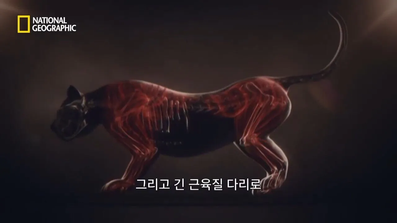 사냥중 120m 절벽 아래로 구른 눈표범 (12)