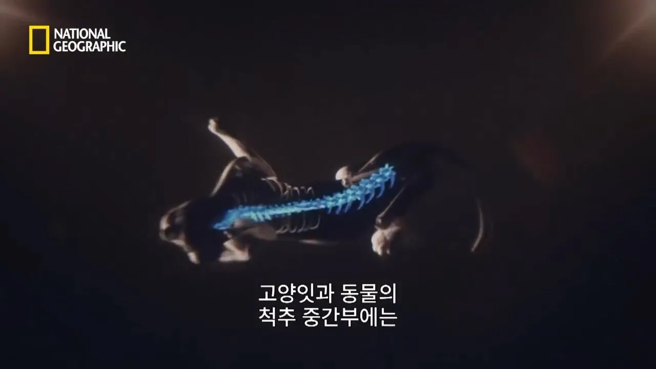 사냥중 120m 절벽 아래로 구른 눈표범 (4)