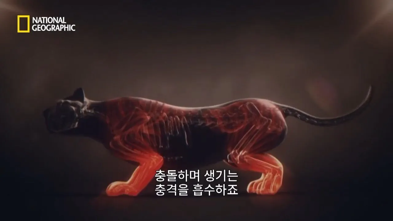 사냥중 120m 절벽 아래로 구른 눈표범 (13)