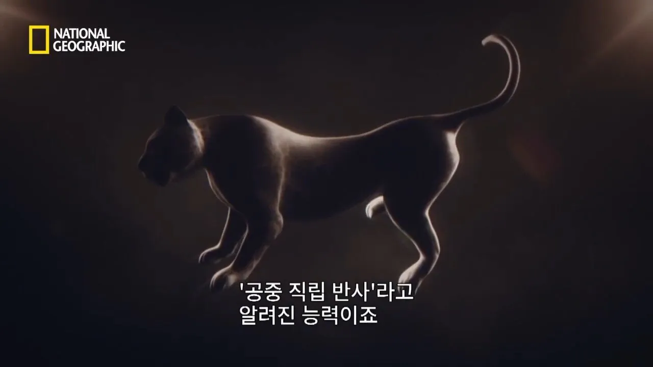 사냥중 120m 절벽 아래로 구른 눈표범 (9)