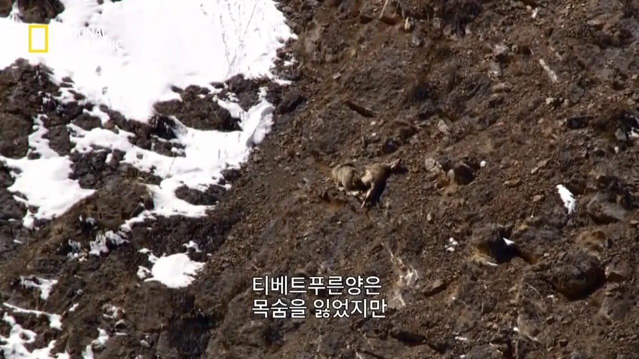 사냥중 120m 절벽 아래로 구른 눈표범 (14)