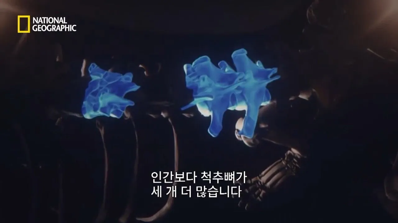 사냥중 120m 절벽 아래로 구른 눈표범 (5)