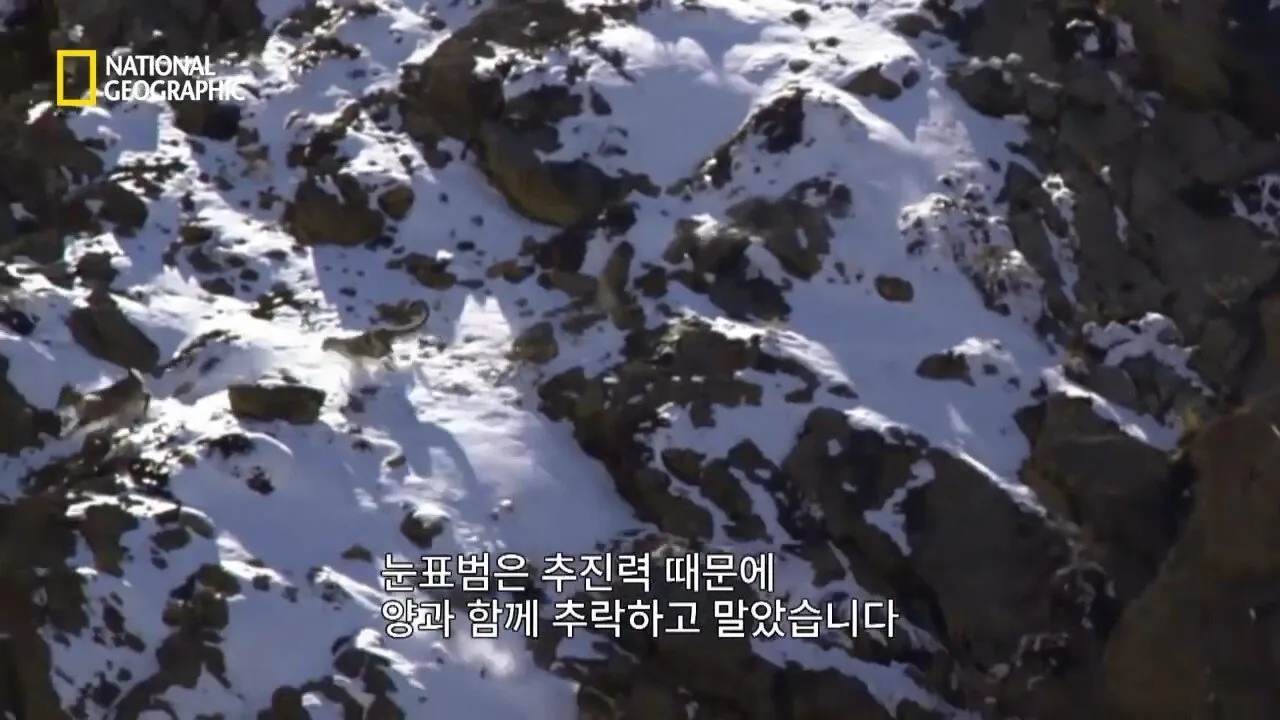 사냥중 120m 절벽 아래로 구른 눈표범 (2)