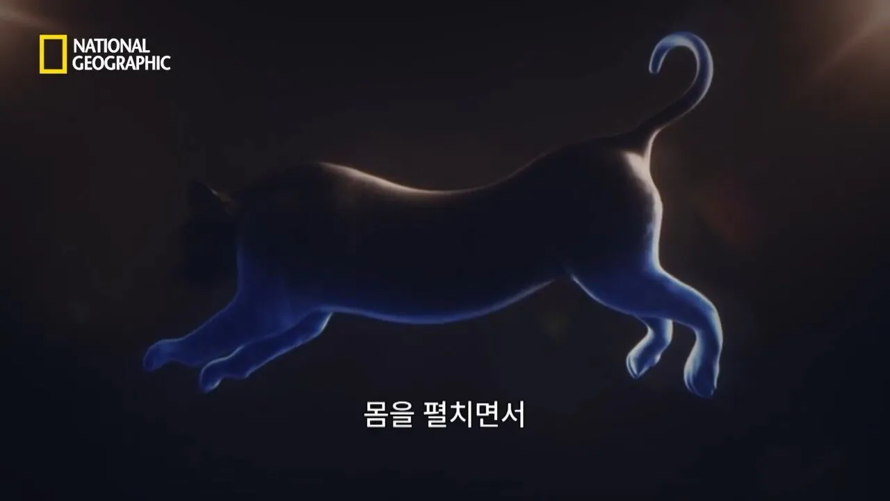 사냥중 120m 절벽 아래로 구른 눈표범 (10)
