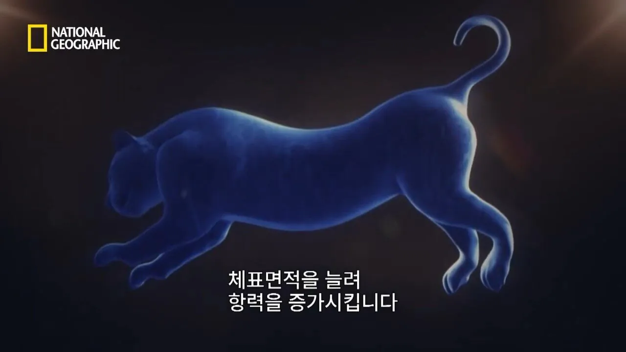 사냥중 120m 절벽 아래로 구른 눈표범 (11)