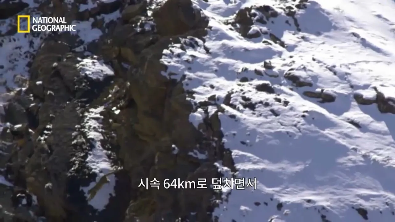 사냥중 120m 절벽 아래로 구른 눈표범