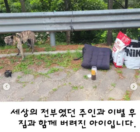 탄천 주차장에 버려졌던 강아지 ‘모찌’ (2)