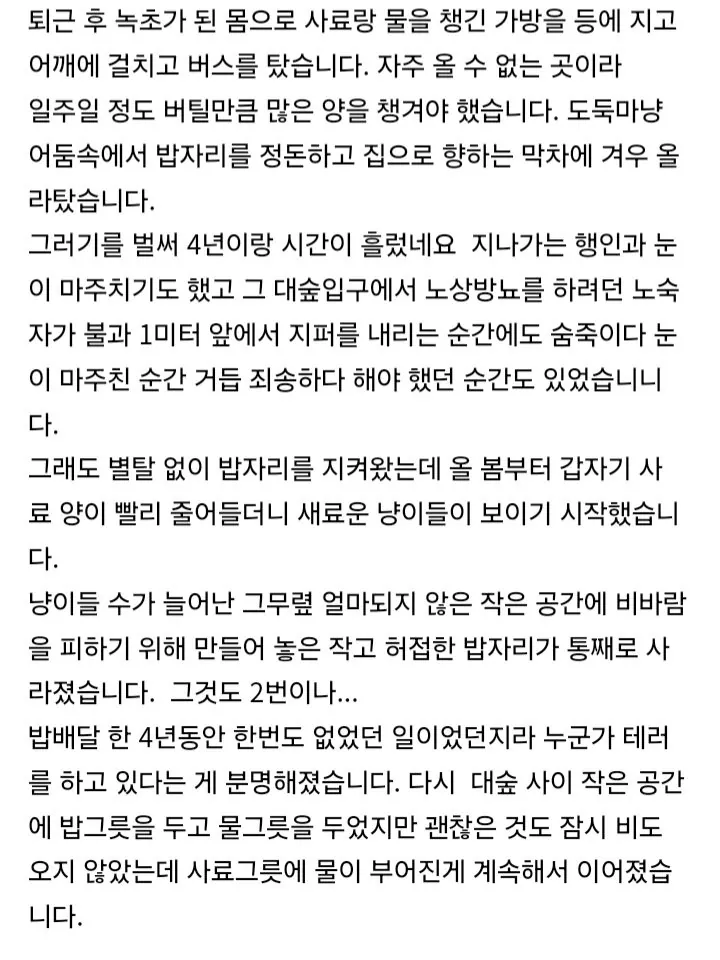 8년간 밥주다가 최후 통첩 받은 캣맘 (2)